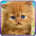 Talking Baby Cat