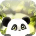 Panda Chub Live Wallpaper Free