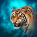 The Tiger