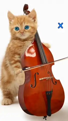 Talking, Dancing Cat. скриншот 5