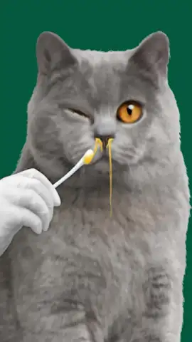 Cat ASMR: Salon Makeover скриншот 2