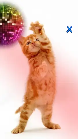 Talking, Dancing Cat. скриншот 4