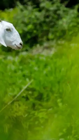 Goat Sounds скриншот 1