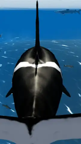 Orca Simulator скриншот 3