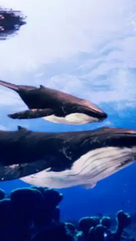 The Humpback Whales скриншот 17